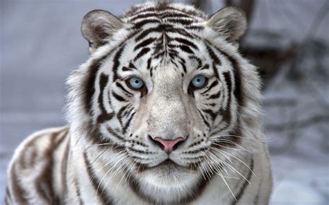 whitr tiger